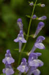 Showy skullcap